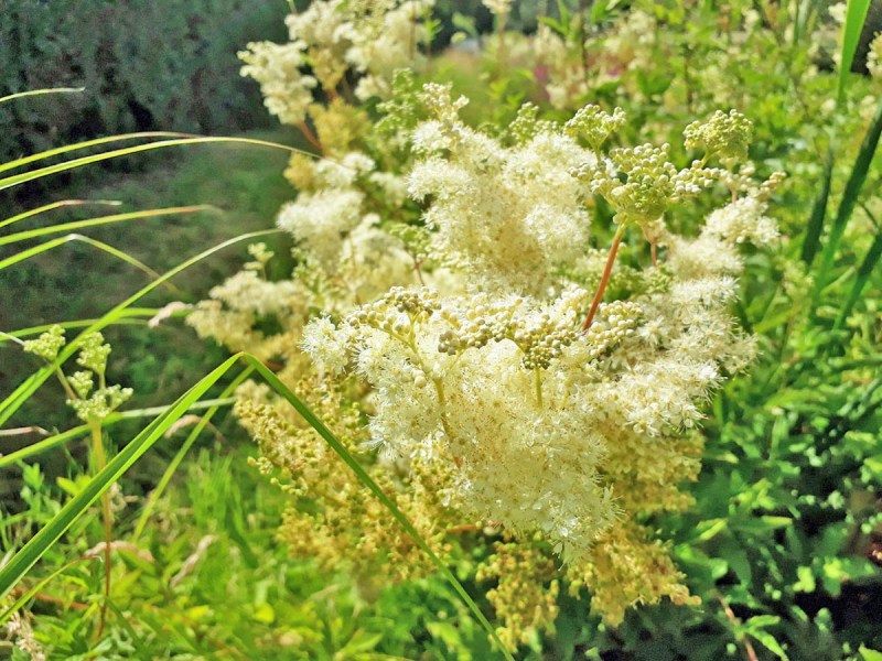 Mädesüß – Filipendula ulmaria